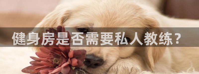 龙8国际游资如何