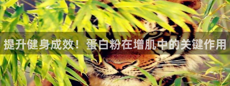 龙8国际是不是黑网